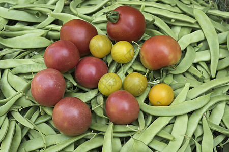 新鲜蔬菜 绿豆 番茄品种 新鲜采摘品图片