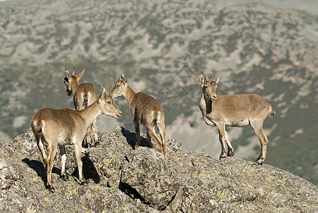 山羊 Monts Ib环境动物沙漠山脉植物栖息地牛科荒野号角哺乳动物图片