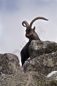 伊比利亚山羊 伊比利亚山羊 西班牙 在游戏哺乳动物牛科动物荒野环境山脉植物栖息地号角图片