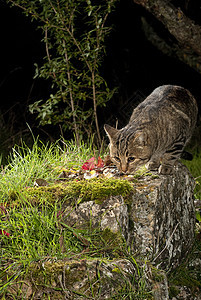 夜猫寻找食物眼睛白鹳小猫梦想家精力鸟类流浪猫荒野野生动物流浪汉图片