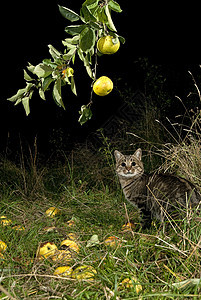 夜猫寻找食物和苹果树图片