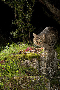 夜猫寻找食物哺乳动物流浪猫野生动物荒野梦想家鸟类宠物精力猫科动物猎人图片