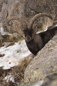 伊比利亚山羊 伊比利亚山羊 西班牙 在荒野哺乳动物动物群环境远足栖息地鹿角游戏岩石喇叭图片