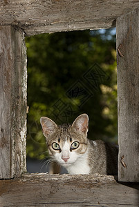 猫向窗外倾斜的肖像毛皮猫科动物领域流浪汉宠物动物白鹳精力梦想家肉食图片