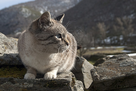 流浪猫的肖像肉食毛皮小猫荒野哺乳动物流浪汉猫科动物宠物领域眼睛图片