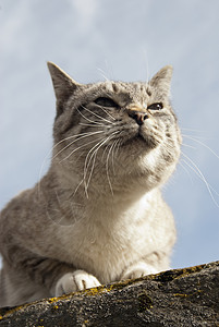 流浪猫的肖像野生动物梦想家流浪汉动物荒野猫科动物猎人白鹳哺乳动物肉食图片