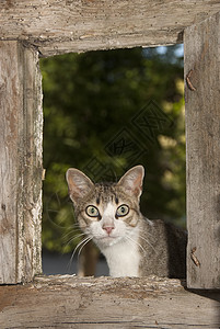 猫向窗外倾斜的肖像毛皮肉食眼睛猎人荒野鸟类猫科动物野生动物白鹳梦想家图片