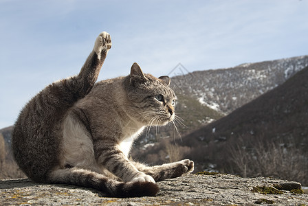 稀有姿势的流浪猫肖像宠物梦想家荒野毛皮猎人动物小猫野生动物哺乳动物打猎图片