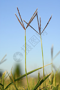 植物环原植物学农场地毯魔鬼稻田生长谷物植被过敏环境图片