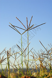 植物环原稻田植被花朵铁丝狗牙草过敏荒野谷物植物群植物学图片