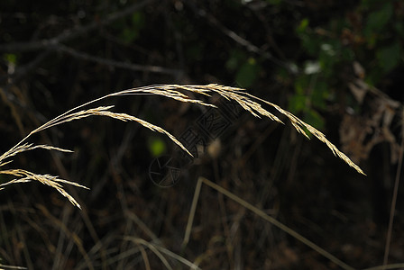 植物 阿勒根斯草地车前子收集农村生物学场地植物群标本馆植物学花粉图片