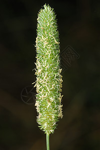 过原植物叶绿素花瓣荒野饲料益母草草本植物疫苗草坪植被水滴图片