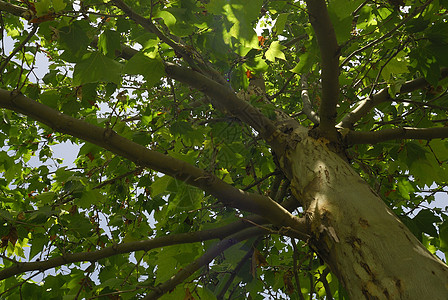 Platanus 乙基叶波利亚 Allergens植物植物学街道飞机疫苗绿地叶子针叶梧桐杂交种花粉图片