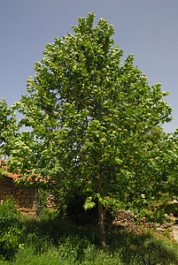 Platanus 乙基叶波利亚 Allergens植物针叶杂交种飞机公园绿地荒野花粉街道梧桐叶子图片