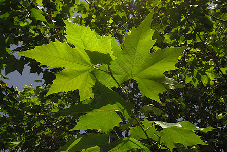 Platanus 乙基叶波利亚 Allergens植物梧桐植物学荒野被子公园绿地浆果街道花粉过敏图片