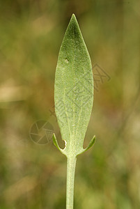 植物等车前草观赏花朵蔬菜疫苗园林园艺蓼科栖息地场地背景图片