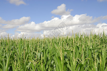 玉米 玉米 过敏原植物栽培乙醇爆米花农村场地厨房粮食营养谷物饲料背景图片