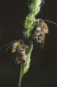 蜜蜂睡在谷歌上叶子产品动物群野生动物森林翅膀睡眠毛皮植物花园图片