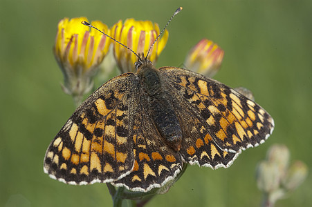 希思弗里提拉里 梅莉塔亚阿瑟利亚 在草地上休息 黄油昆虫动物群蝴蝶脊椎动物楠木摄影野生动物蜜蜂天线橙子图片