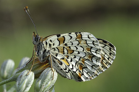 希思弗里提拉里 梅莉塔亚阿瑟利亚 在草地上休息 黄油楠木野生动物脊椎动物翅膀脆弱性荒野摄影天线动物群鳞翅目图片