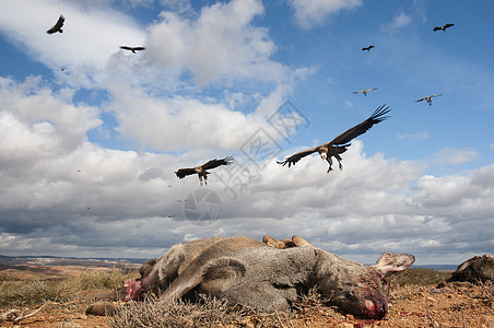 格里芬秃鹫 吉普斯飞毛腿 飞行中的大型猎鸟 以及斗争保护鸟类哺乳动物动物群翅膀肉食脊椎动物野生动物食物图片