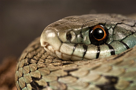 蛇 眼 项链蛇形生物草原植物环境标本动物草蛇野生动物疱疹图片