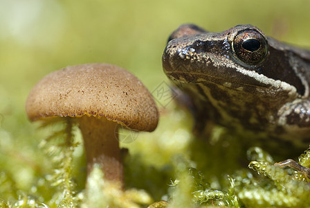 Iberian青蛙 长毛青蛙环境荒野野生动物脊椎动物生物学蟾蜍动物池塘林蛙森林图片