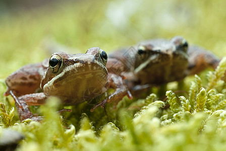 Iberian青蛙 长毛青蛙池塘荒野林蛙森林生态环境脊椎动物动物蟾蜍生物学图片