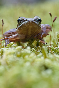 Iberian青蛙 长毛青蛙生物学环境荒野脊椎动物动物生活池塘野生动物森林蟾蜍图片