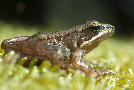 Iberian青蛙 长毛青蛙森林生活环境蟾蜍野生动物林蛙荒野动物生态生物学图片