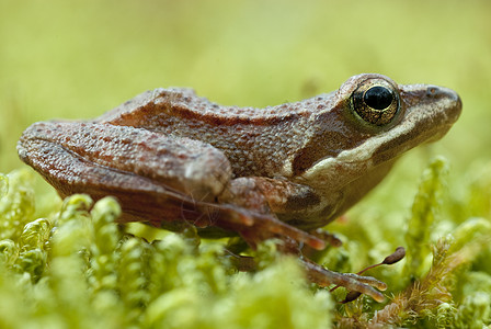 Iberian青蛙 长毛青蛙森林生态池塘蟾蜍动物脊椎动物林蛙生活环境荒野图片