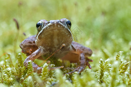 Iberian青蛙 长毛青蛙森林荒野生态生物学环境池塘野生动物脊椎动物林蛙蟾蜍图片