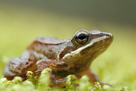 Iberian青蛙 长毛青蛙森林动物脊椎动物生物学池塘蟾蜍荒野野生动物生活生态图片