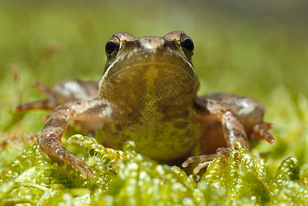 Iberian青蛙 长毛青蛙脊椎动物荒野动物生活生态森林野生动物池塘林蛙蟾蜍图片
