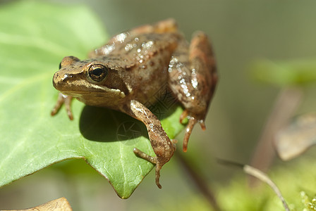 Iberian青蛙 长毛青蛙森林野生动物环境林蛙脊椎动物池塘动物生活生态生物学图片