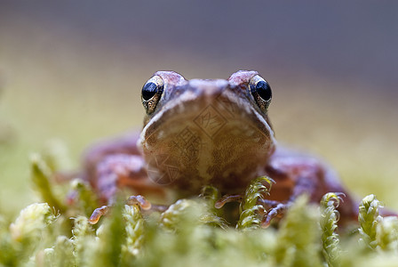 Iberian青蛙 长毛青蛙野生动物脊椎动物森林环境蟾蜍生物学荒野池塘动物生活图片
