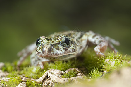 Iberian 有斑点的树脂 两栖脊椎动物抗生素池塘野生动物青蛙动物现象生物学水池植物图片