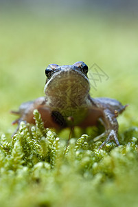 Iberian青蛙 长毛青蛙动物生物学森林野生动物林蛙生态环境脊椎动物生活池塘图片