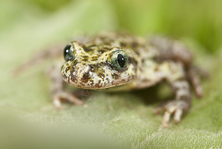 Iberian 有斑点的树脂 两栖生物学池塘蟾蜍脊椎动物抗生素植物宏观水池野生动物现象图片