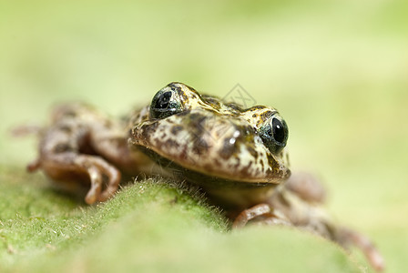 Iberian 有斑点的树脂 两栖青蛙水池水母蟾蜍生物学荒野现象动物池塘抗生素图片