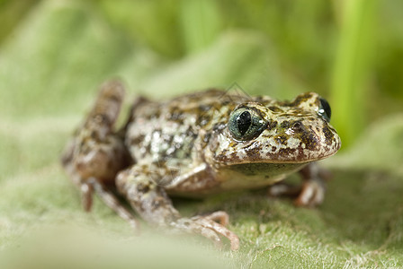 Iberian 有斑点的树脂 两栖现象生物学蟾蜍水母宏观植物池塘荒野野生动物动物图片