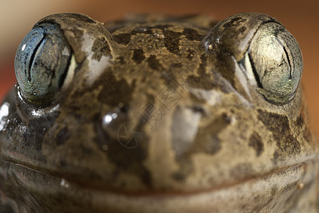 Spadefoot 蛤蛙 地表栽培植物 两栖动物宏观青蛙栖息地池塘动物群生物学苔藓球状环境荒野图片