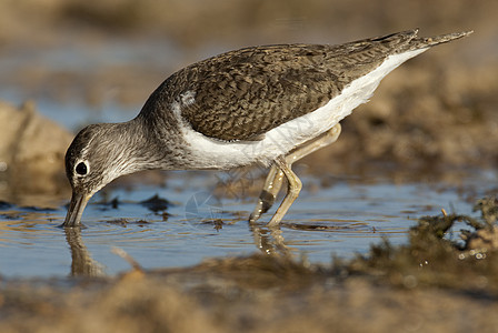 常见的沙鼠  活动性低脂质动物在谷里寻找食物荒野羽毛植物活动性海滩鸟类野生动物湿地浅滩滨鸟图片