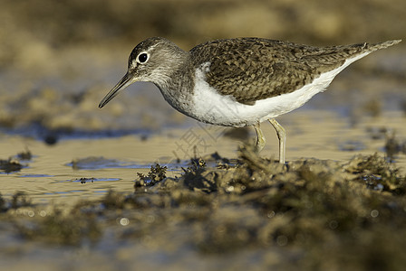 常见的沙鼠  活动性低脂质动物在谷里寻找食物动物群鸟类野生动物反射羽毛荒野滨鸟支撑海洋海滩图片