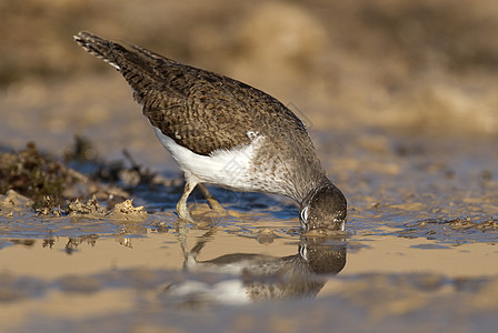 常见的沙鼠  活动性低脂质动物在谷里寻找食物小鸟活动性海洋动物群滨鸟鸟类植物荒野湿地鹡鸰图片