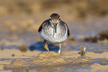 常见的沙鼠  活动性低脂质动物在谷里寻找食物支撑沼泽动物群植物湿地滨鸟荒野海洋鸟类鹡鸰图片