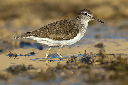 常见的沙鼠  活动性低脂质动物在谷里寻找食物活动性小鸟海洋鸟类野生动物沼泽反射湿地植物海滩图片