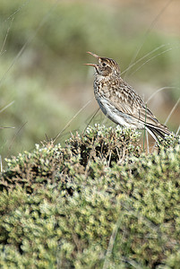 杜邦拉克 切尔索菲勒斯杜邦蒂在其栖息地歌唱西班牙生活草原栖息地歌曲动物男性羽毛荒野野生动物观鸟图片