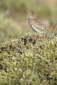 杜邦拉克 切尔索菲勒斯杜邦蒂在其栖息地歌唱西班牙动物歌曲生活羽毛栖息地男性草原野生动物荒野沙漠图片