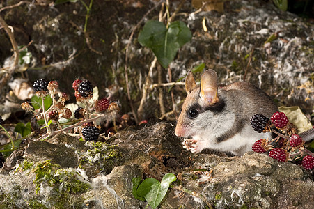 多尔默斯 埃利奥米斯奎奇纳斯 在库恩寻找食物树桩动物群老鼠工作室动物哺乳动物荒野鲇鱼花园植物图片